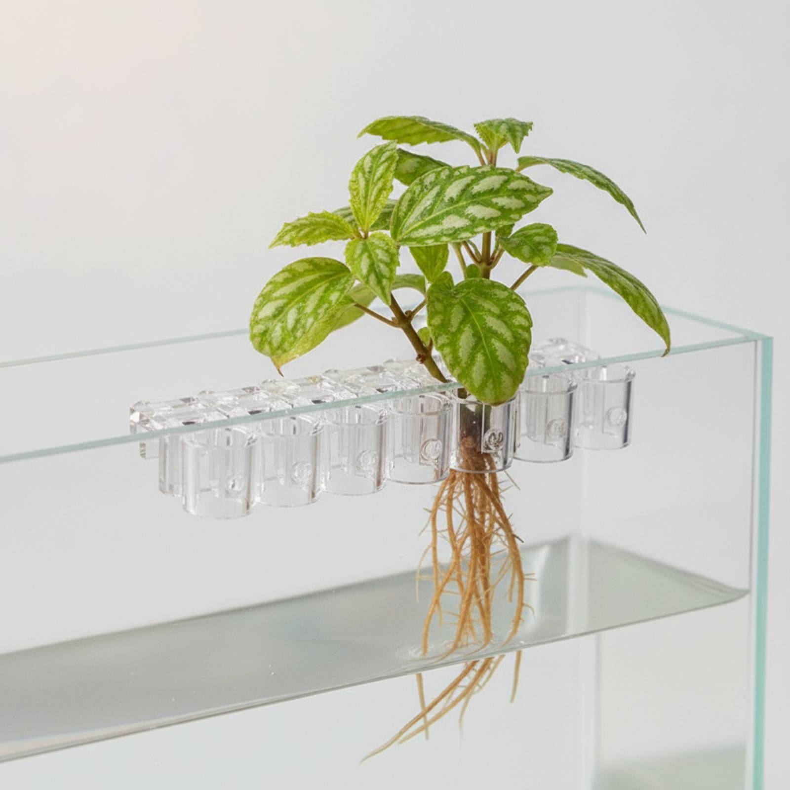 Lot de 6 supports transparents - Aquarium Planted Plants avis et prix
