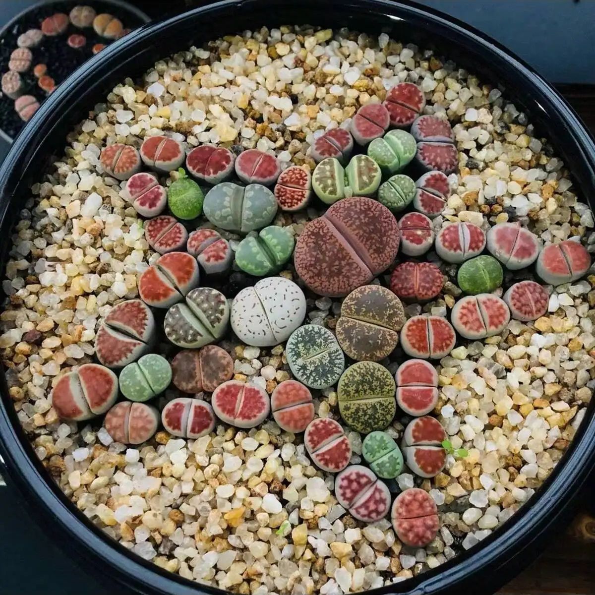 Pierre de gravier en cristaux  - Planted Aquarium With Gravel avis et prix