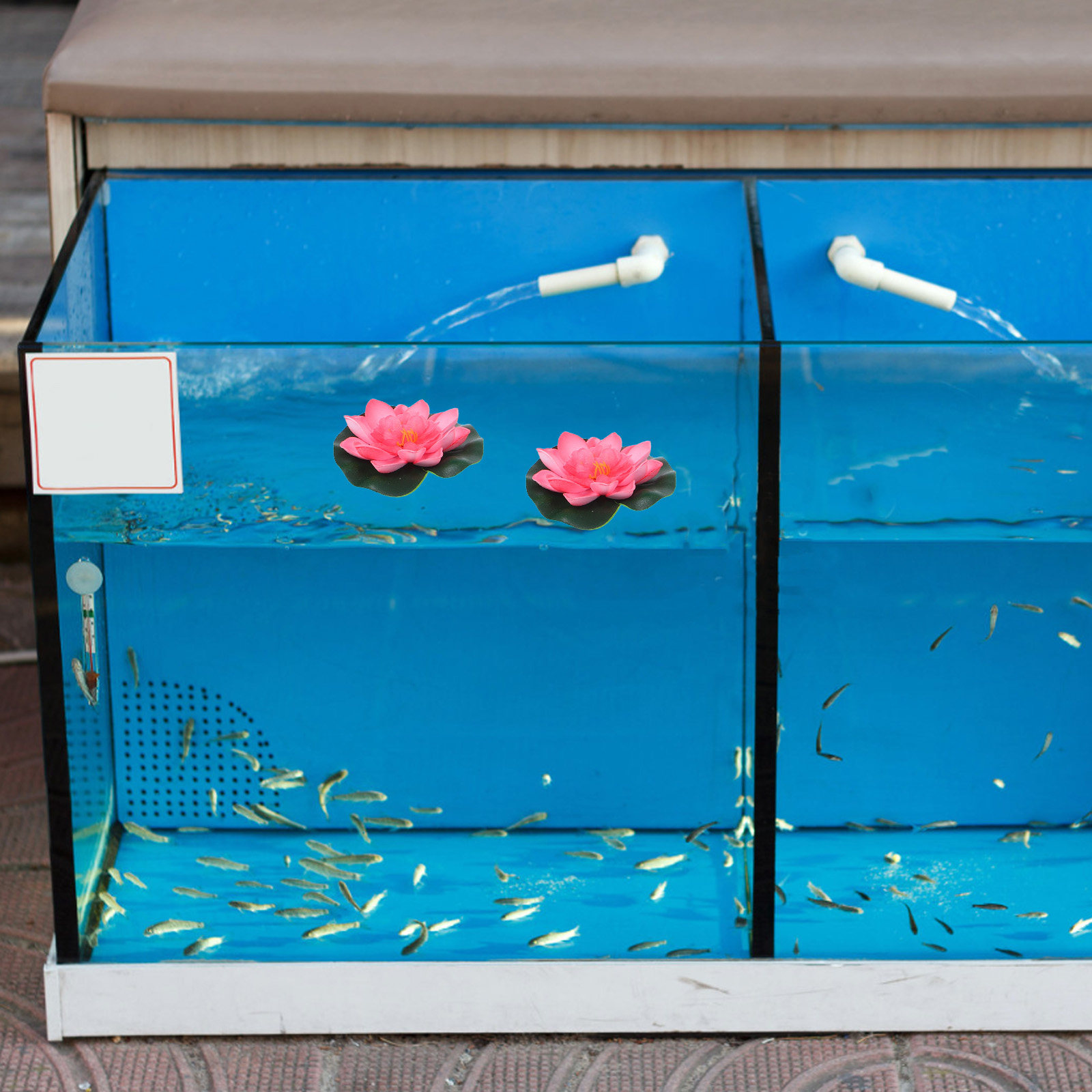 12 pièces de fleurs de lotus a - Aquarium Planted Plants avis et prix