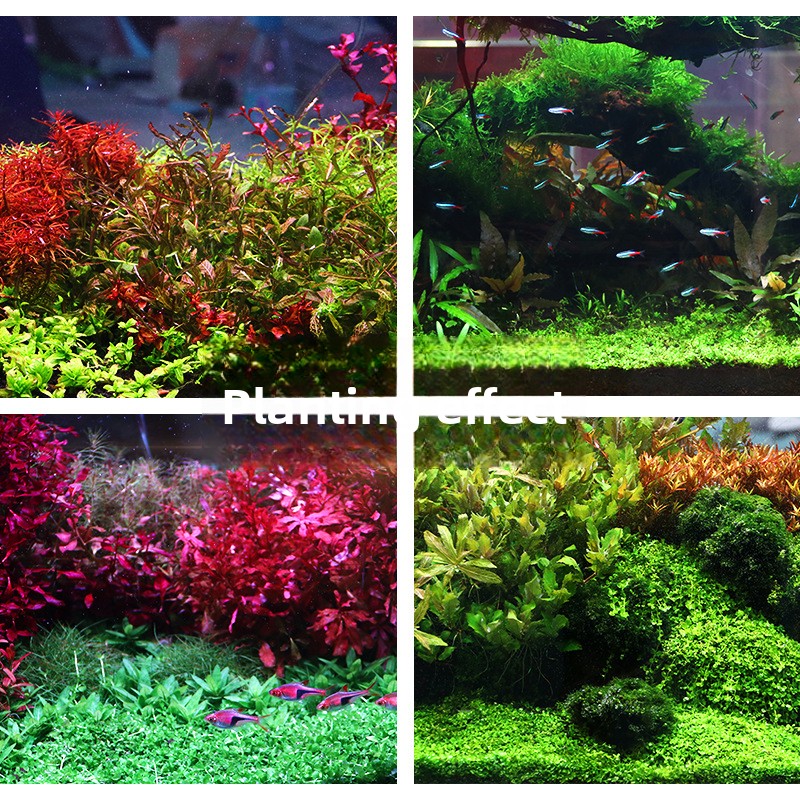 SYSENCIAGA – substrat d'aquari - Planted Aquarium With Gravel avis et prix